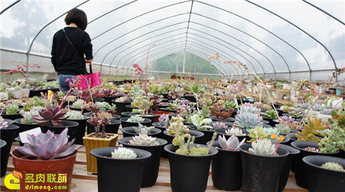 Quảng Châu fanyu cây mọng nước