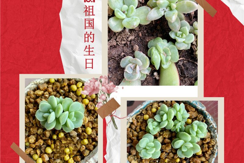 Ngày Quốc khánh hạnh phúc, một làn sóng thịt thịt