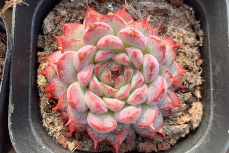 Buổi hòa nhạc Red Sharp và Red Ring