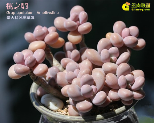 Trứng đào graptopetalum amethystinum