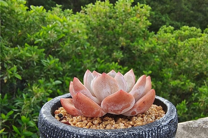 Hạn hán lâu dài và mưa ngọt, rất nhiều loài mọng nước thích nở
