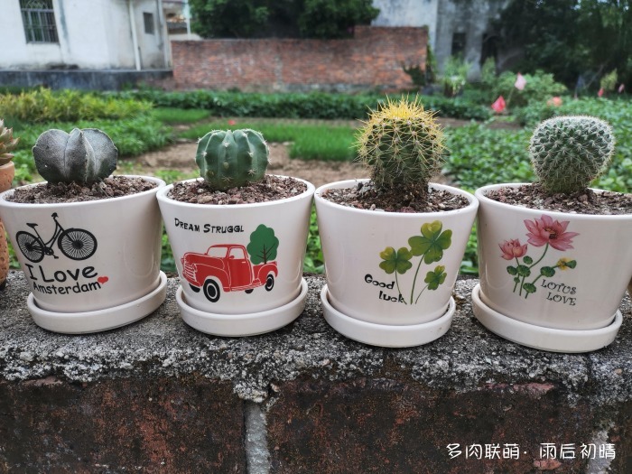 Quan sát xác thịt và nhận ra cuộc sống: Sự hài lòng và hạnh phúc
