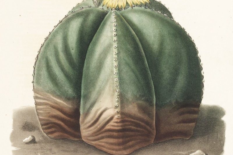 Luanfeng Jade, một hành tinh tưởng tượng