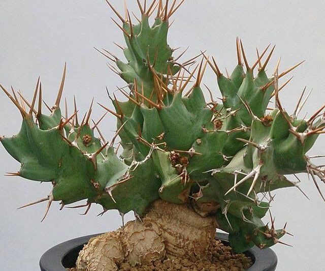 Kirin xoắn ốc, Euphorbia
