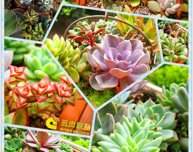 “Kinh nghiệm giả” của việc trồng và bảo trì Sedum (Thành Đô)