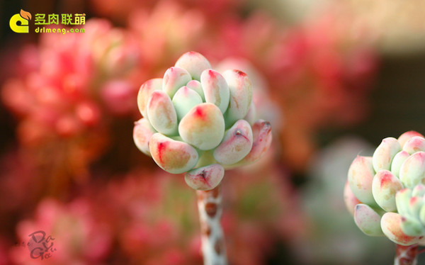 Candy cầu vồng vui tươi, truyện tranh Tom