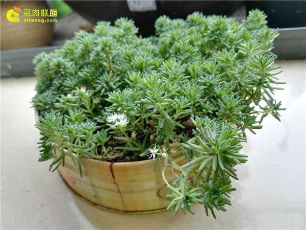 Những năm giống như cỏ