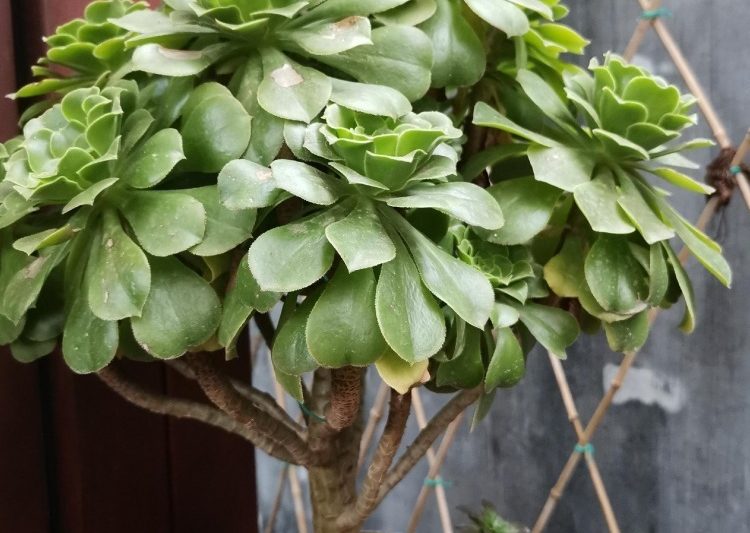 Đánh giá cao thịt vào cuối tuần và cho cơ thể bạn một loại thịt