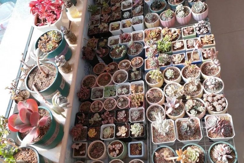 Succulents nên kiểm soát cái gì?
