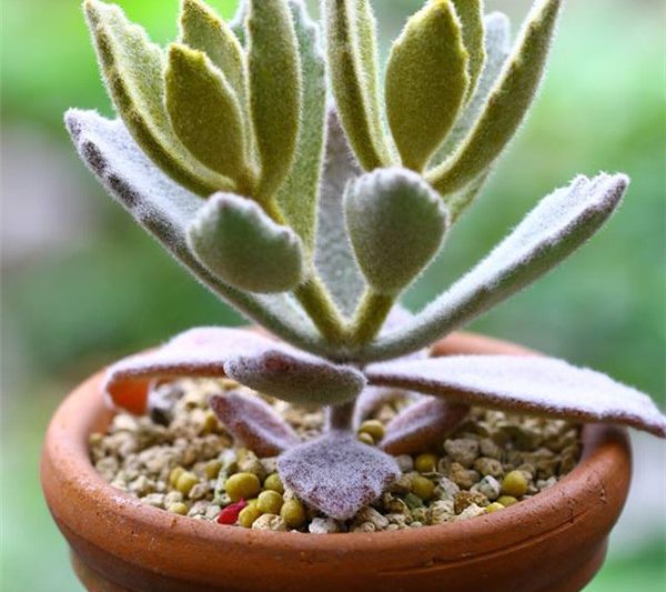 Kalanchoe ‘Osmanthus