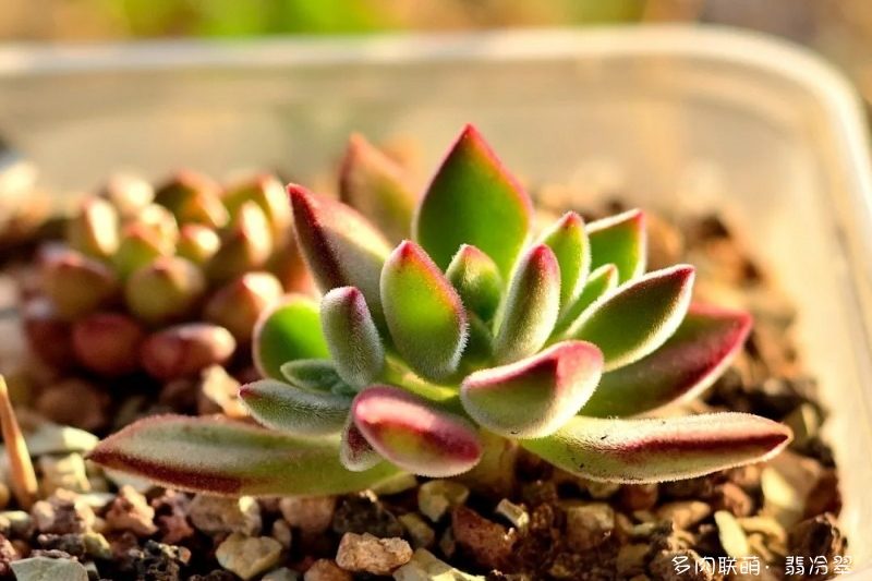 Vào mùa hè, tôi chỉ muốn nuôi một ít thịt, nhưng tôi quá miền Nam
