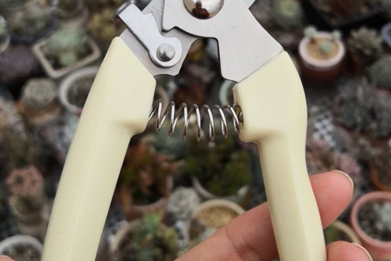 Thực hành hoạt động nuôi thịt (mua) giá cả phải chăng (mua)