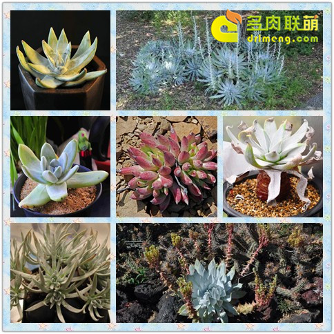 Fairy Cup, vẻ đẹp của nó là Lotus