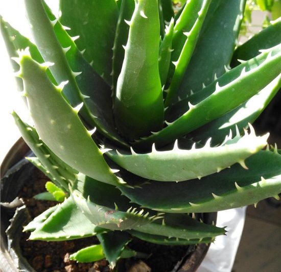 Aloe vera gieo