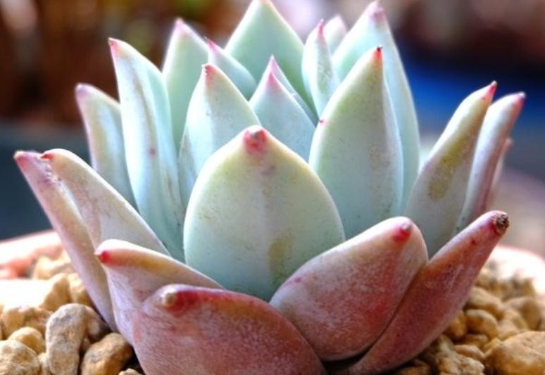 Một con gấu Bắc cực trông rất giống với thẻ ban đầu