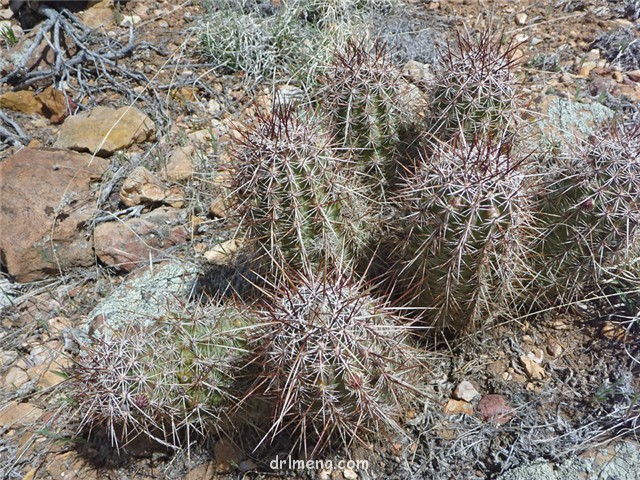 Wei Meiyu Cactus