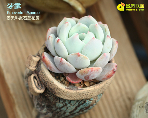 Giấc mơ đẹp