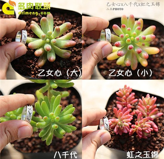 Có hai loại trái tim Omyoji, bạn có tạo ra nó không?