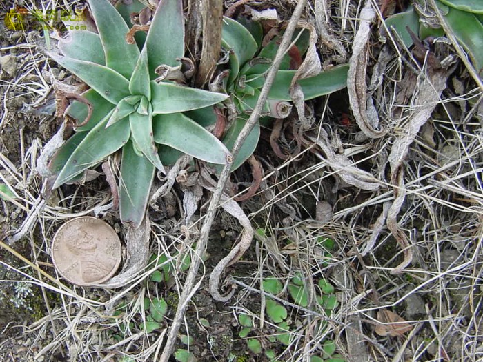 Fairy Cup Blue Lock Lata
