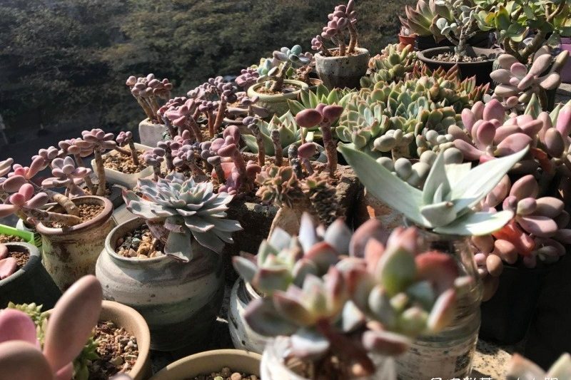 Đó là thời điểm thích hợp để dành mùa hè, nhưng những bông hoa nở như mùa xuân