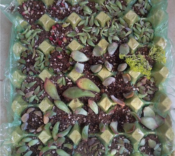 Một chiếc lá, có bao nhiêu mọng nước, sự phát triển của lá trong cây con