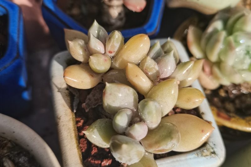 Một chút công chúa bướm màu hồng