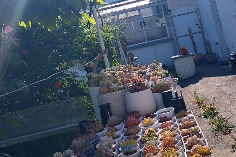 Đánh giá cao thịt vào cuối tuần, các mẫu tối đang trở nên phổ biến