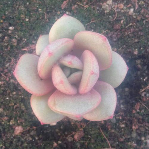 Snow Lotus x Moshi Stone Lotus