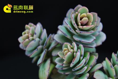 Bells Jade có xu hướng hối tiếc về chiều cao của bầu trời