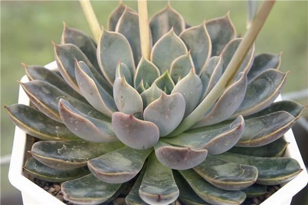 Echeveria ‘Iron Claw