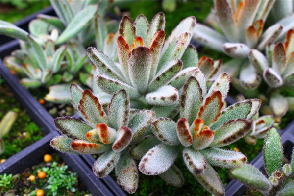 Matcha kalanchoe tomentosa ‘matcha