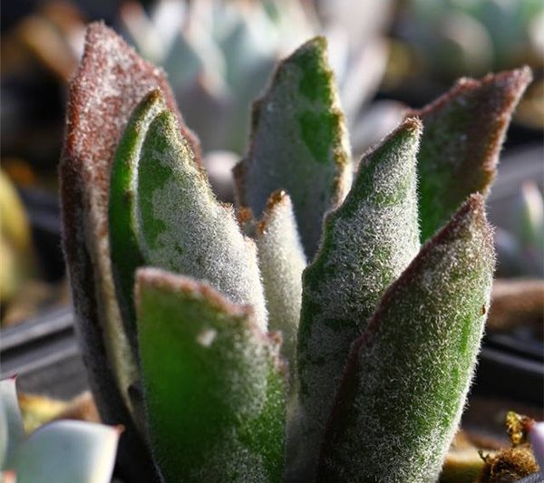 Kalanchoe ‘seremban