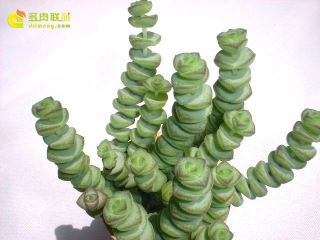 Galgontia của ngôi sao xanh?