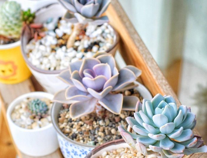 Một chút mới mẻ trước mùa xuân tới