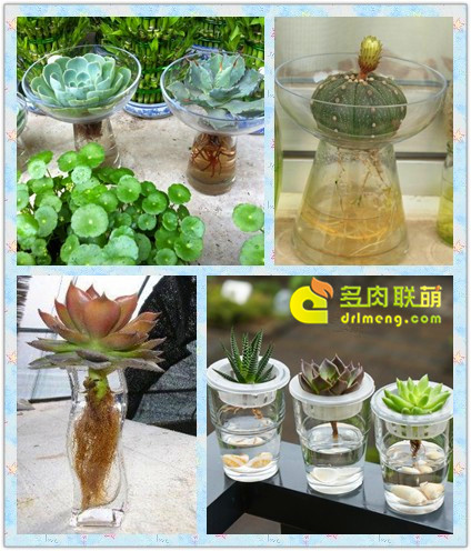 Thay nước và nước thay đổi cho thủy canh mọng nước