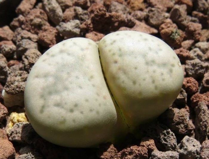 Sê -ri Jade cổ điển, không có nhiều loại hoa đá thô được lựa chọn