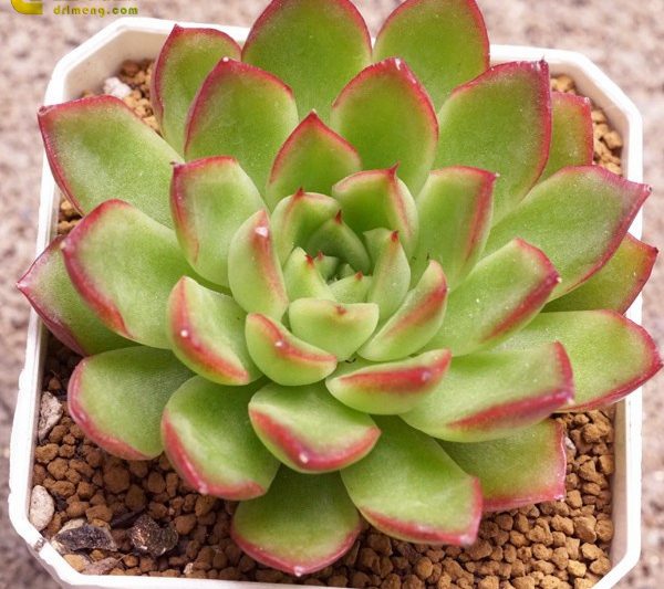 Echeveria ‘Yamatoren