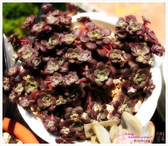 Red Frost, người bạn thân nhất của Baishuang