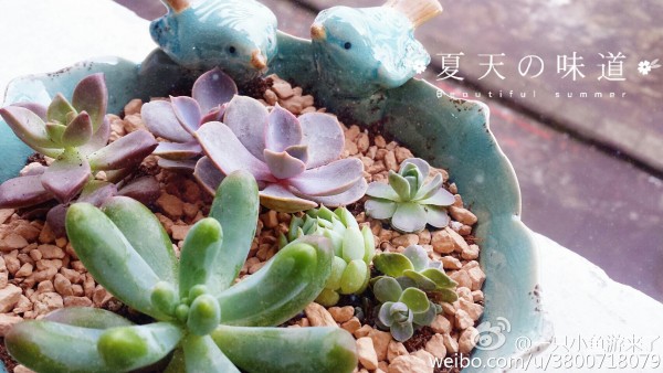 Pháp sư rất cổ tích, làm sao tôi không yêu cô ấy?