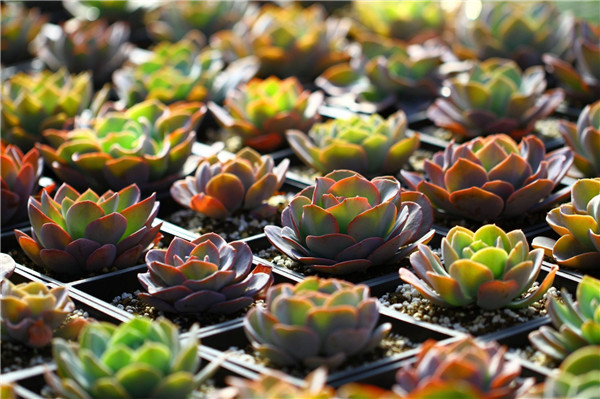 Lotus đá màu tím/Lotus đá màu hồng