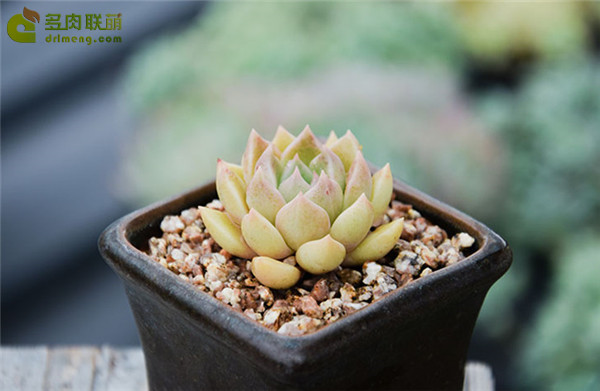Rực rỡ, rực rỡ