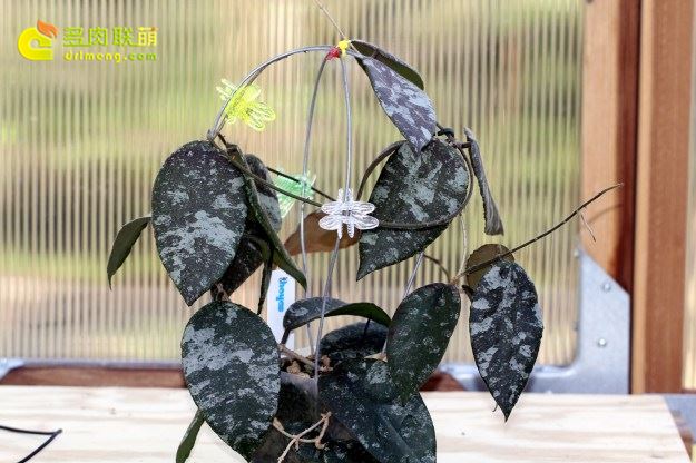 Một hoa lan hình đuôi với burrs