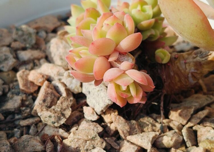 Có một ngày với Rouru vào mùa xuân