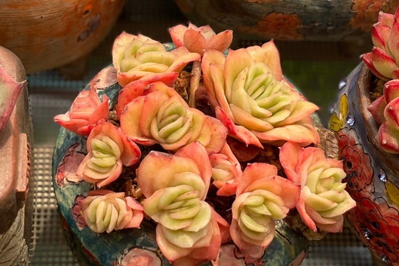Hoa hồng băng trong vành đai hóa dầu