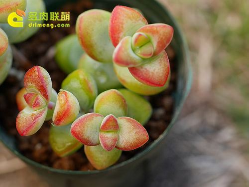 Nếu ngôi sao tình yêu có thể thể hiện tình yêu