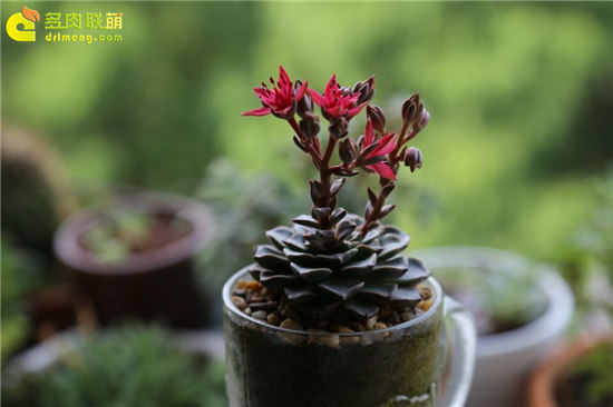 Sự tự tin của việc nuôi thịt ở Vũ Hán