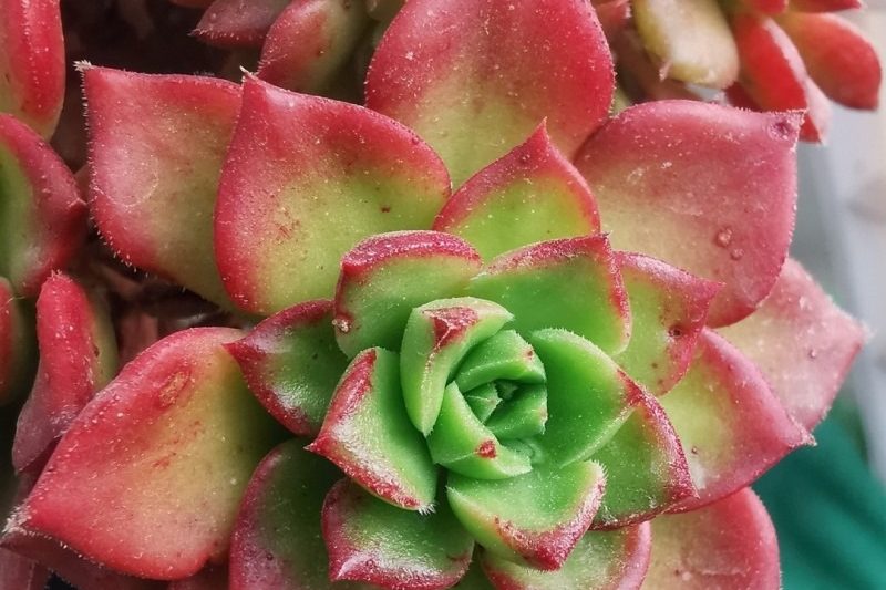 Xem các loài mọng nước trong một lĩnh vực quan điểm khác – thế giới đầy màu sắc dưới macro (i)