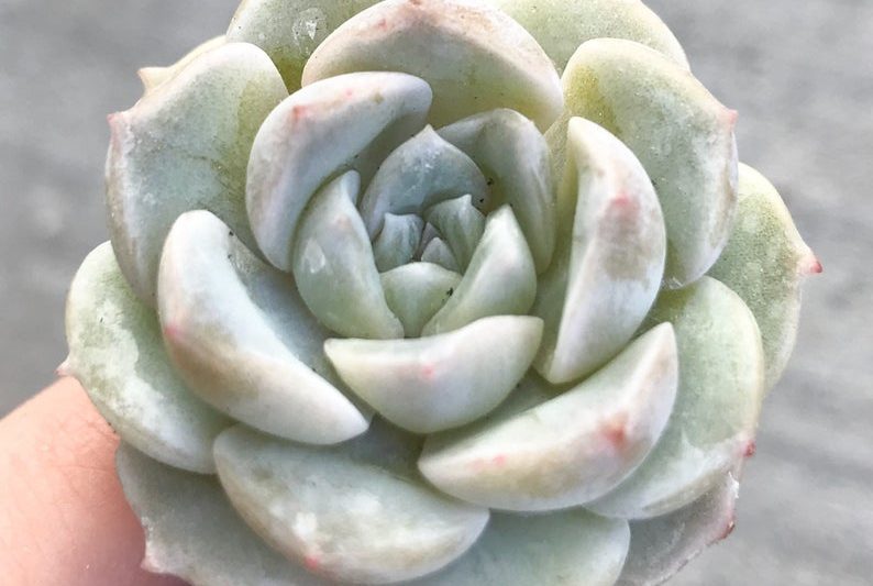 Snow Lotus x The Night of the Moon Shadow, White