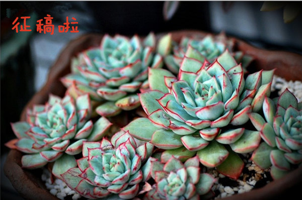 Chào mừng bạn đến để đóng góp