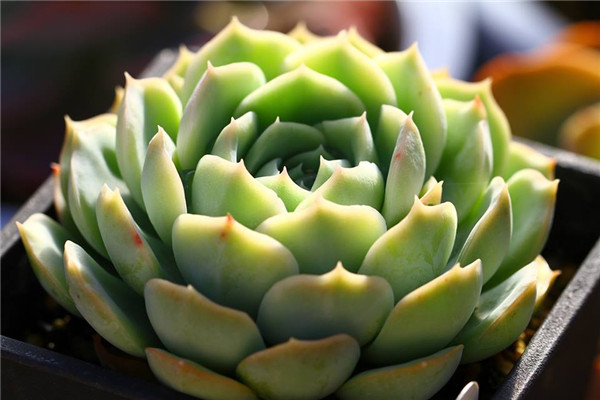 Tinh thể trắng Echeveria pha lê trắng